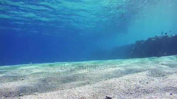 SeaLife achtergrond in de rode zee, Egypte — Stockvideo