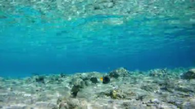 Mercan renkli tropikal balık suyun altında Red Sea, Mısır resif. Zaman atlamalı.