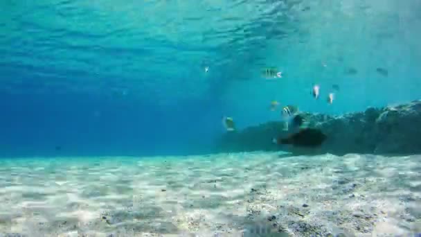 Barevné tropické ryby na korálové útesy pod vodou v Rudém moři, Egypt. Časová prodleva. — Stock video