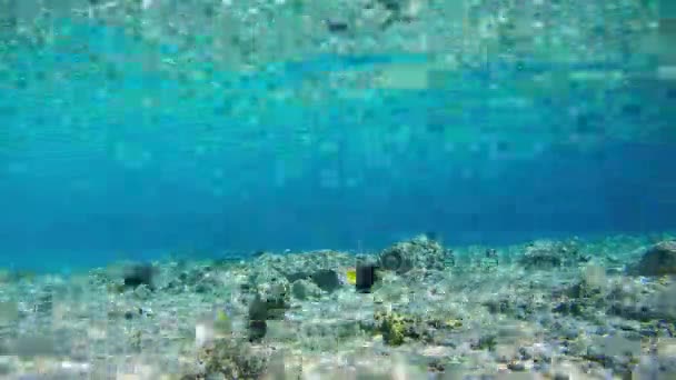 Barevné tropické ryby na korálové útesy pod vodou v Rudém moři, Egypt. Časová prodleva. — Stock video