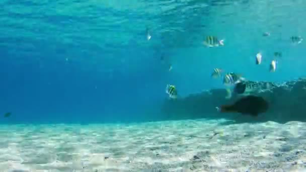 Kleurrijke tropische vissen op koraal riffen onderwater in de rode zee, Egypte. Time-lapse. — Stockvideo