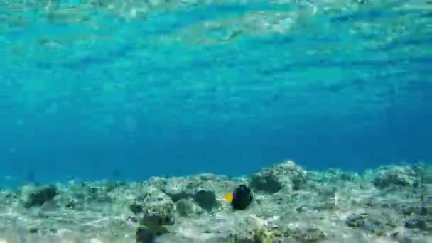 Peixes tropicais coloridos em recifes de coral Subaquático no Mar Vermelho, Egito. Tempo de Caducidade . — Vídeo de Stock