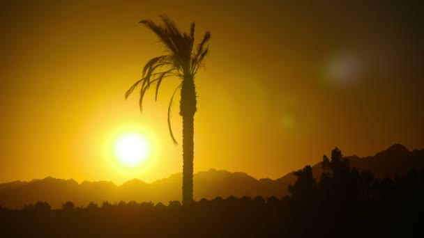 Silhuetten av tropisk Palm Tree i solnedgången, tidsinställd — Stockvideo