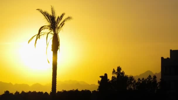 Silueta de palmera tropical al atardecer, lapso de tiempo — Vídeos de Stock