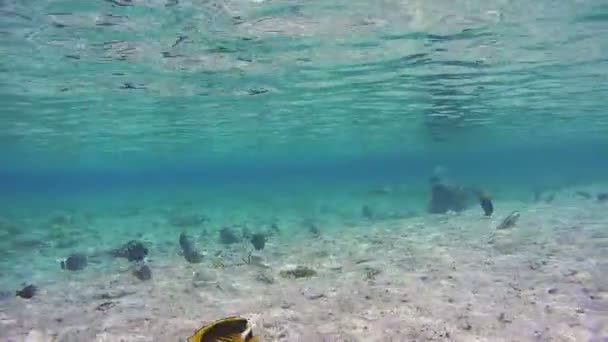 Färgglada tropiska fiskar på korallrev i Röda havet. Egypten. — Stockvideo