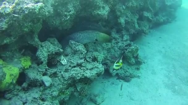 Red Sea, Mısır'daki mercan resif üzerinde iki büyük Morays — Stok video