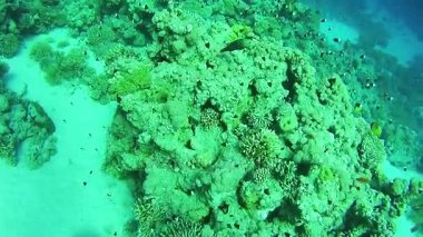 Güzel renkli tropikal balık üzerinde canlı mercan sualtı Kızıldeniz'resif