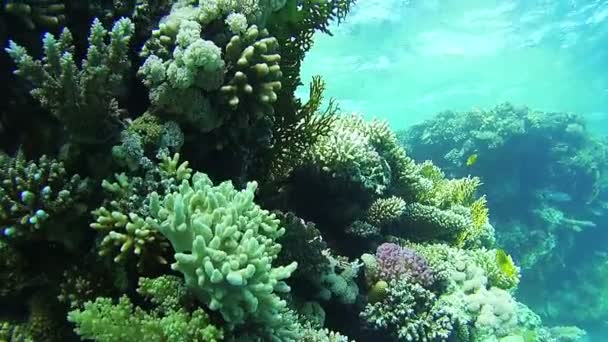 Dykning nära korallrev i Röda havet, Egypten — Stockvideo