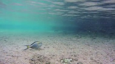 SeaLife Red Sea'deki/daki