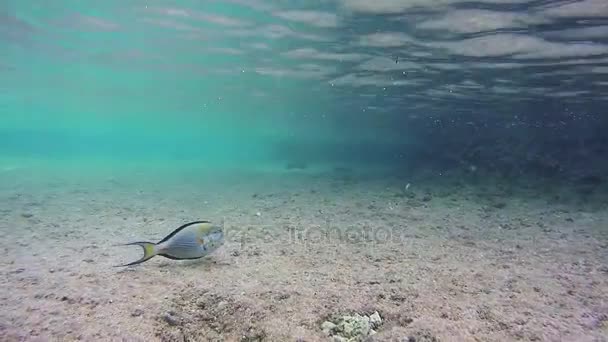 在红海的海洋生物 — 图库视频影像