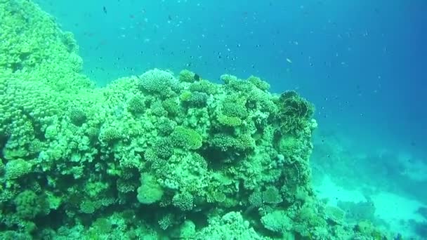 Peixes tropicais coloridos bonitos em recifes de corais vibrantes subaquáticos no Mar Vermelho — Vídeo de Stock