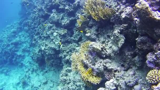 Recifes de Coral no Mar Vermelho — Vídeo de Stock