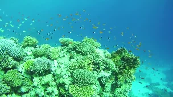 Gyönyörű színes trópusi hal a pezsgő korall Reefs víz a Vörös-tengeren