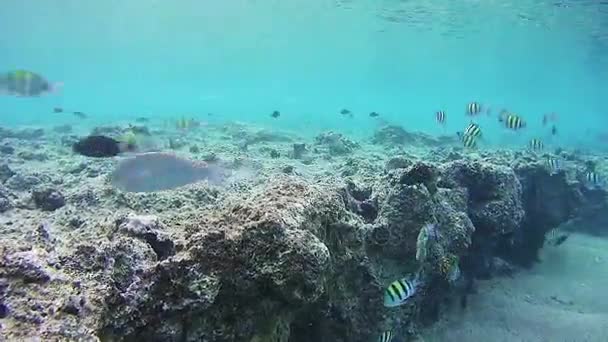 Peixes tropicais coloridos em recifes de coral no Mar Vermelho. Egipto . — Vídeo de Stock