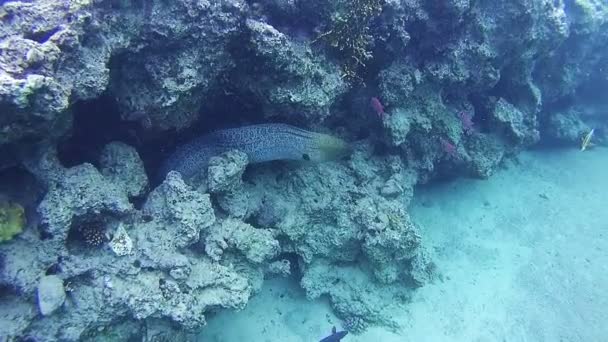 Barevné tropické ryby na korálové útesy v Rudém moři. Egypt. — Stock video