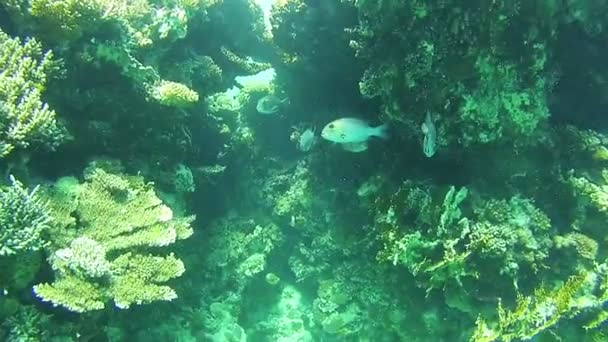 Peixes tropicais no Mar Vermelho. Egipto — Vídeo de Stock