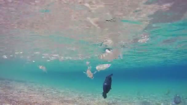 Colorful Tropical Fish on Coral Reefs in the Red Sea. Egypt. — Stock Video