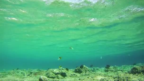 Sealife Hintergrund im Roten Meer, Ägypten — Stockvideo