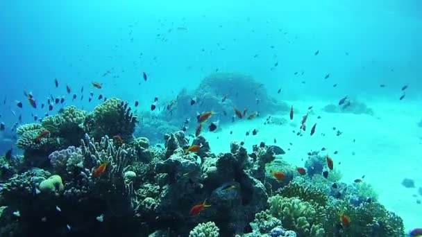 Ikan Tropis Berwarna Indah di Terumbu Karang Berombak di Laut Merah — Stok Video