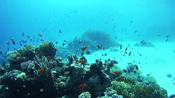 Vackra färgglada tropiska fiskar på levande korall korallrev under vattnet i Röda havet — Stockvideo