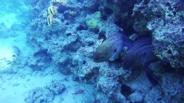 Red Sea, Mısır'daki mercan resif üzerinde iki büyük Morays