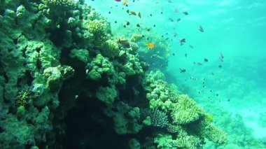 Güzel renkli tropikal balık üzerinde canlı mercan sualtı Kızıldeniz'resif