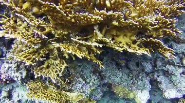 Güzel renkli tropikal balık üzerinde canlı mercan sualtı Kızıldeniz'resif