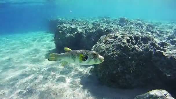 Notti puffer vissen in een koraalrif. Arothron stellatus, rode zee, Egypte — Stockvideo