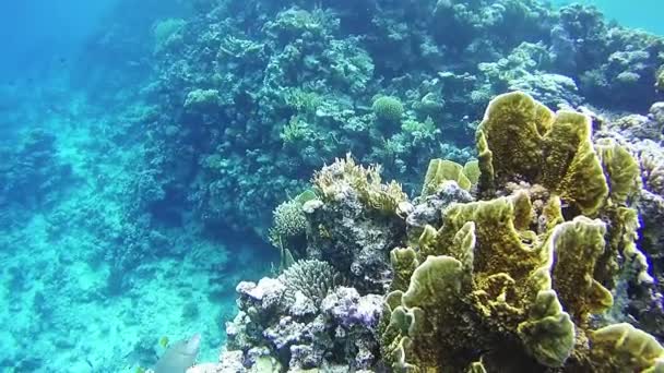 Mar en el Mar Rojo, Egipto — Vídeo de stock