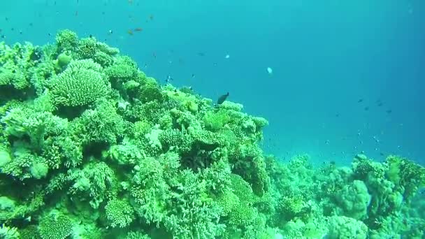 Gyönyörű színes trópusi hal a pezsgő korall Reefs víz a Vörös-tengeren — Stock videók