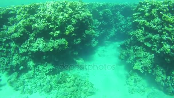 Recifes de coral no Mar Vermelho, Egito — Vídeo de Stock