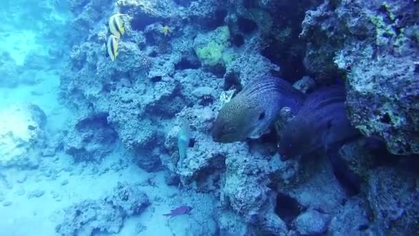 Deux grandes murènes sur le récif corallien en mer Rouge, Égypte — Video