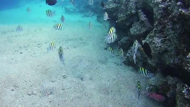 Peixes tropicais coloridos em recifes de coral no Mar Vermelho. Egipto . — Vídeo de Stock