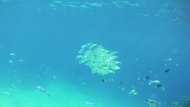 Schöne bunte tropische Fische auf lebendigen Korallenriffen unter Wasser im Roten Meer — Stockvideo