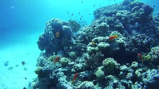 Hermosos peces tropicales coloridos en arrecifes de coral vibrantes bajo el agua en el Mar Rojo — Vídeos de Stock