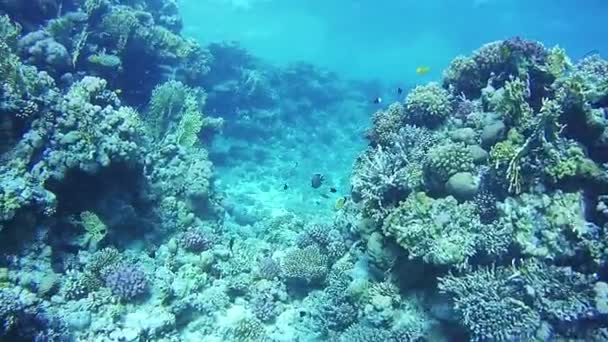 Koraalriffen in de rode zee — Stockvideo