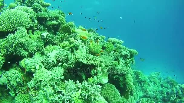 Krásné barevné tropické ryby na zářivé korálové útesy pod vodou v Rudém moři — Stock video