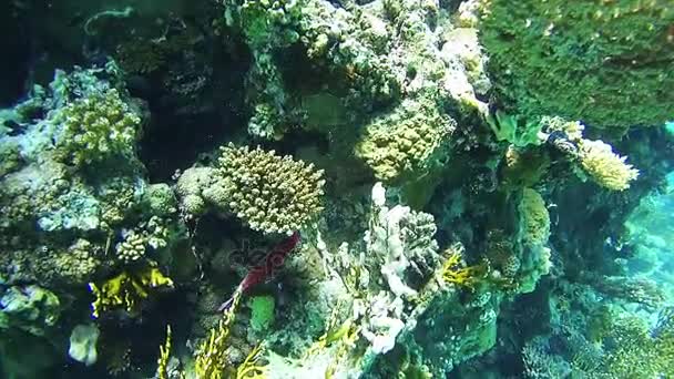 Tauchen in der Nähe von Korallenriffen im Roten Meer, Ägypten — Stockvideo