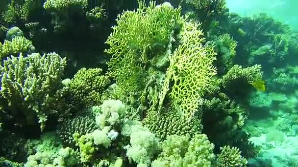 Arrecifes de coral en el Mar Rojo, Egipto — Vídeos de Stock