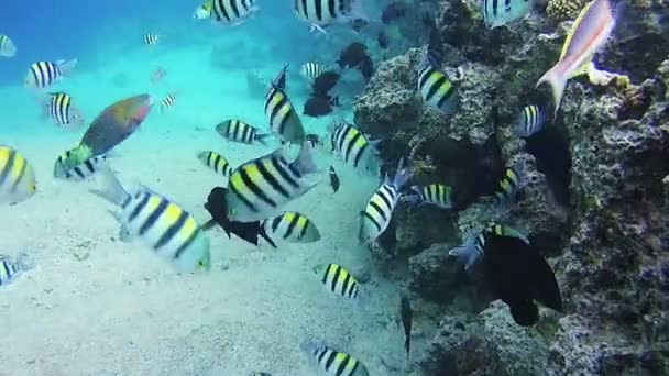 Vackra färgglada tropiska fiskar på levande korall korallrev under vattnet i Röda havet. Egypten — Stockvideo