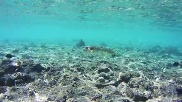 Bir mercan kayalığı Yildiz Seklinde kirpi balığı balık. Arothron stellatus, Red Sea, Mısır — Stok video