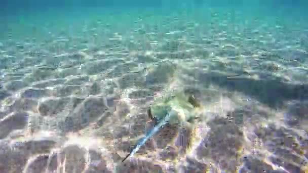 Stingray subaquático em recifes de coral no Mar Vermelho, Egito — Vídeo de Stock