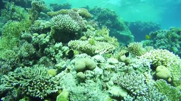 근처 홍 해, 이집트에에서 산호초 다이빙 — 비디오