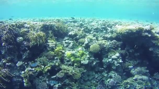 홍해에 있는 산호초, 이집트 — 비디오