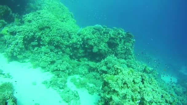 Schöne bunte tropische Fische auf lebendigen Korallenriffen unter Wasser im Roten Meer — Stockvideo