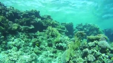 Kızıl Deniz 'deki mercan resifleri, Mısır