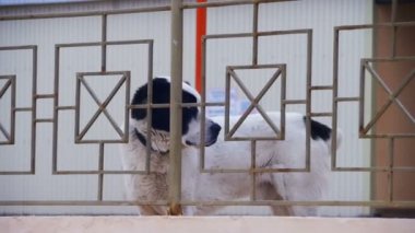 Kış sokakta aç büyük köpek ekmek yiyor. Ağır çekim