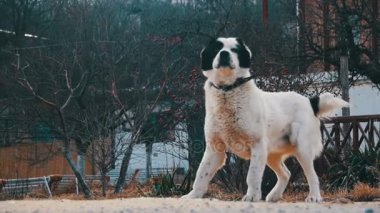 Kış sokakta aç Anavatan büyük köpek yemek yiyor. Ağır çekim