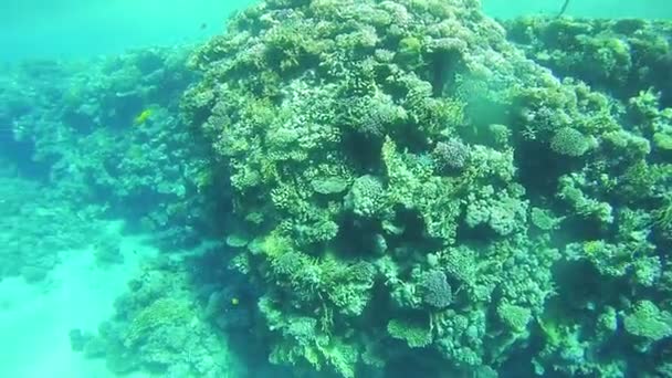 Kızıl Deniz 'deki mercan resifleri, Mısır — Stok video