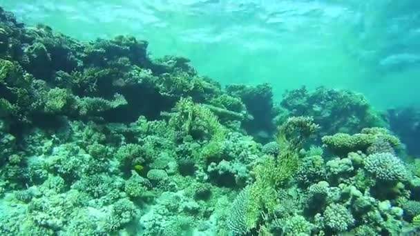 Recifes de coral no Mar Vermelho, Egito — Vídeo de Stock